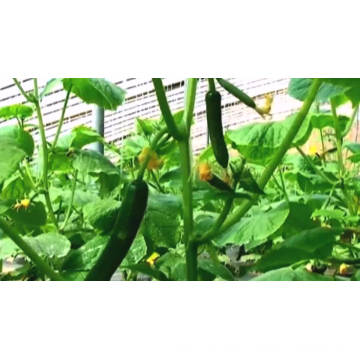 Parthenocarpy Beth AIpha 10-12cm mid-East greenhouse f1 hybrid pickling cucumber seeds